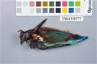 藏品(翠鳥)的圖片